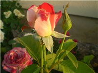 4d128ca9-Picture 6306.jpg